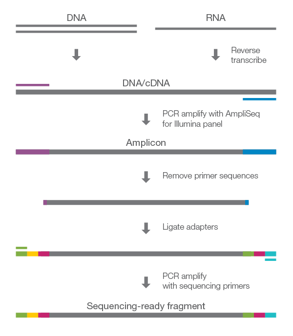 ampliseq workflow chart